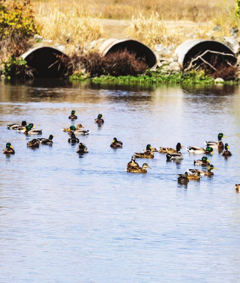 Ducks swimming close to the bridge