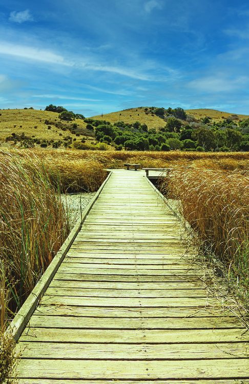 A wooden boardwalk through tall marsh grass