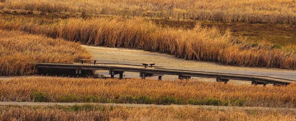 Marsh channels and hills at Coyote Hills