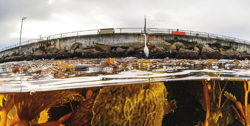 Giant kelp in the foreground with the Breakwater Wall and an egret beyond
