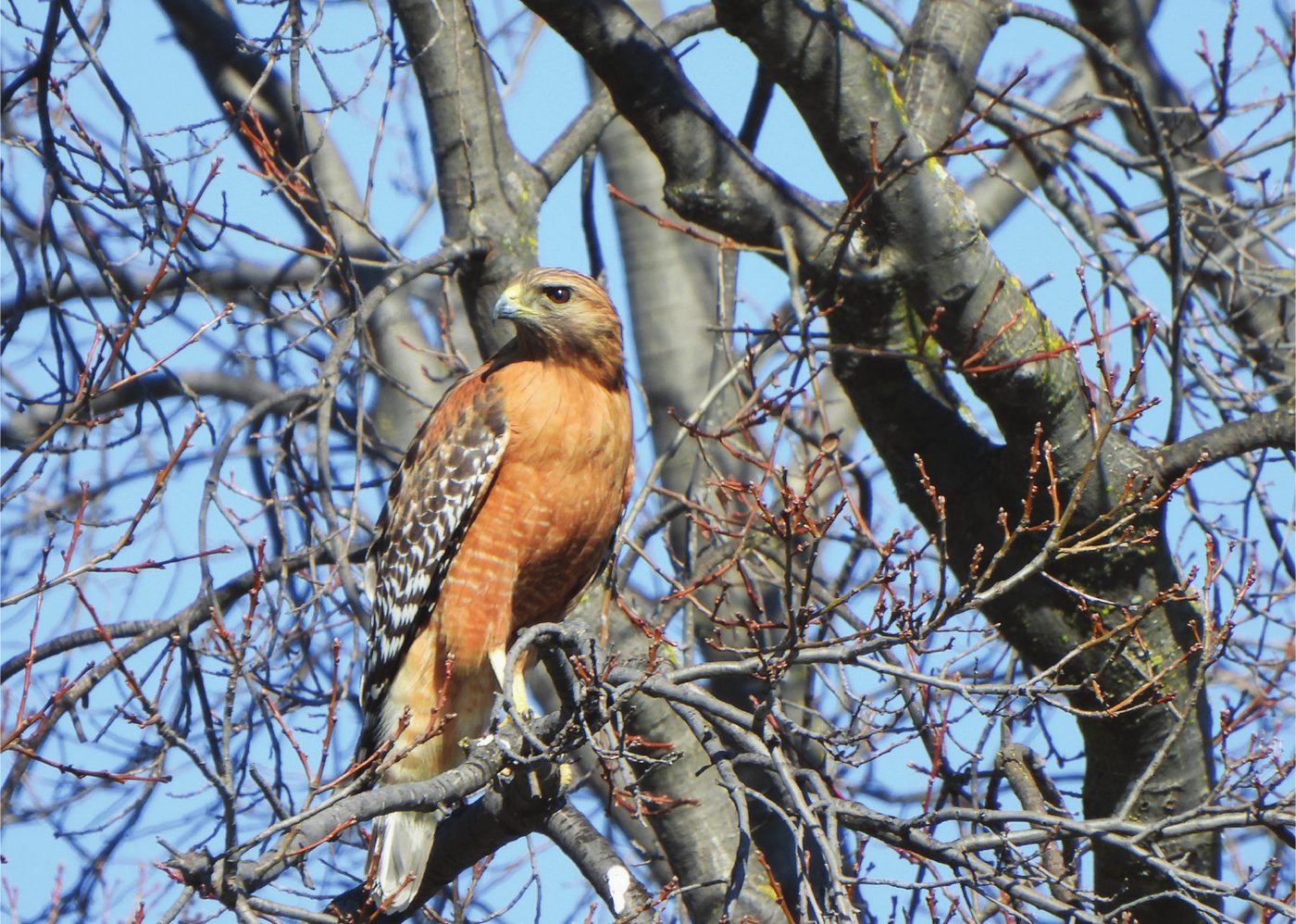 A red-shouldered hawk perched on a bare branch