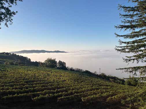 Lago Lomita Vineyards