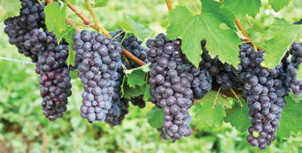 Lago Lomita Vineyards