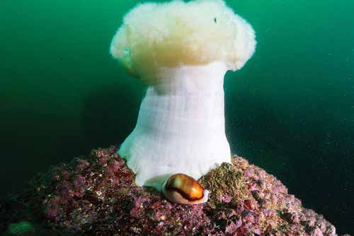 Plumose Anemone and Chestnut