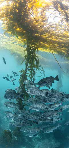 Point Lobos State Marine Preserve