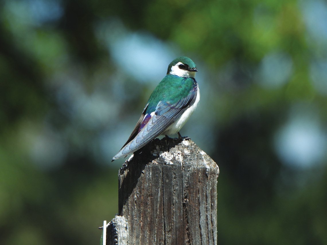 Violet-green Swallow at Vasona Lake
