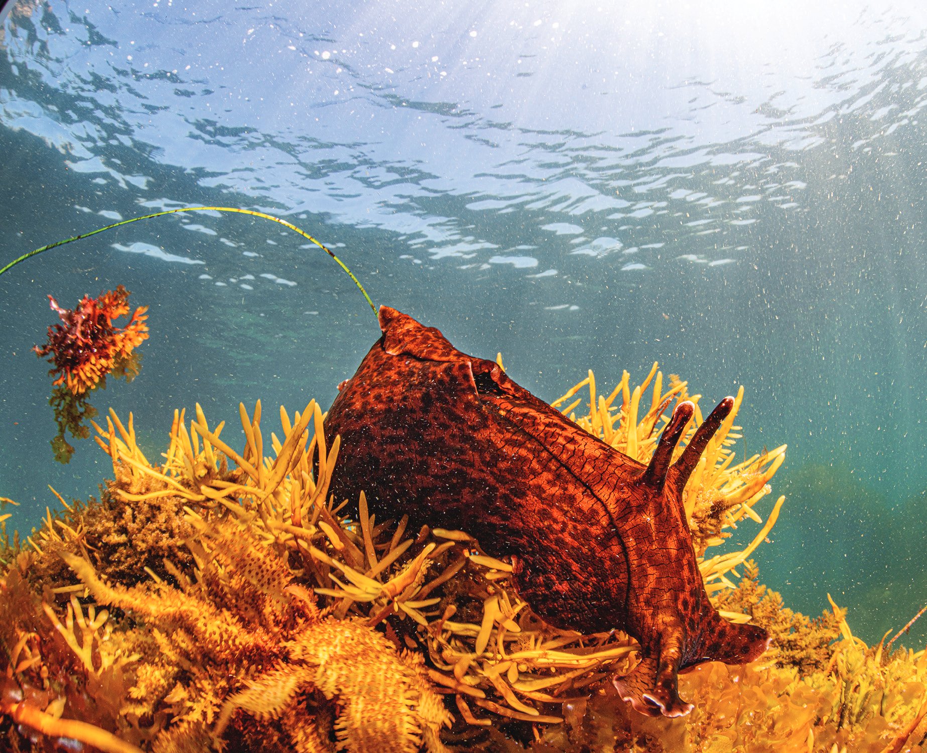 California Sea Hare
