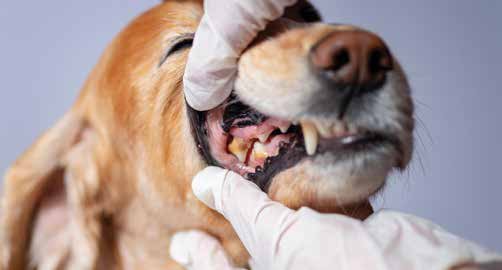 Summit Veterinary Hospital