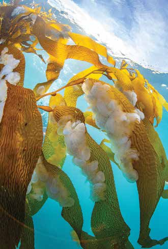 Lion’s Mane Nudibranchs