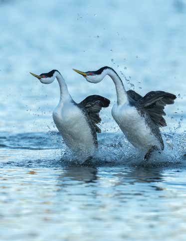 Grebes