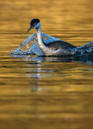 Grebes